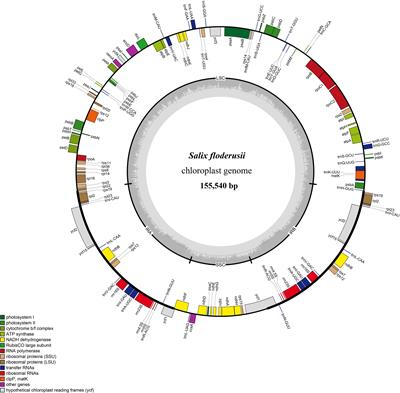 The chloroplast genome of Salix floderusii and characterization of chloroplast regulatory elements